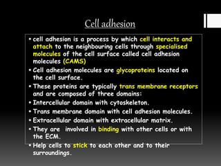Extracellular Matrix And Cell Adhesion | PPTX