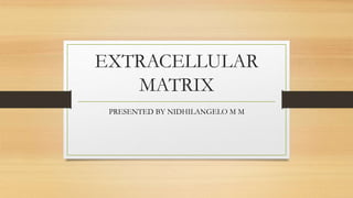 EXTRACELLULAR
MATRIX
PRESENTED BY NIDHILANGELO M M
 