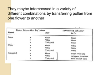 They maybe intercrossed in a variety of
different combinations by transferring pollen from
one flower to another
 
