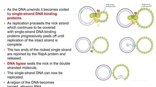  As the DNA unwinds it becomes coded
by single-strand DNA binding
proteins.
 As replication proceeds the nick strand
which continues to be covered
with single-strand DNA binding
proteins progressively peels off until
replication of the intact strand is
complete.
 The two ends of the nicked single strand
are rejoined by the RepA protein and
released.
 DNA ligase seals the nick in the double
stranded molecule.
 The single-strand DNA can now be
replicated.
 A region of the DNA becomes
 
