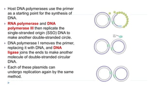  Host DNA polymerases use the primer
as a starting point for the synthesis of
DNA.
 RNA polymerase and DNA
polymerase III then replicate the
single-stranded origin (SSO) DNA to
make another double-stranded circle.
 DNA polymerase I removes the primer,
replacing it with DNA, and DNA
ligase joins the ends to make another
molecule of double-stranded circular
DNA.
 Each of these plasmids can
undergo replication again by the same
method.
 