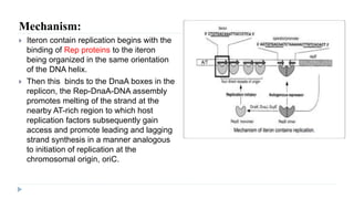 Mechanism:
 Iteron contain replication begins with the
binding of Rep proteins to the iteron
being organized in the same orientation
of the DNA helix.
 Then this binds to the DnaA boxes in the
replicon, the Rep-DnaA-DNA assembly
promotes melting of the strand at the
nearby AT-rich region to which host
replication factors subsequently gain
access and promote leading and lagging
strand synthesis in a manner analogous
to initiation of replication at the
chromosomal origin, oriC.
 