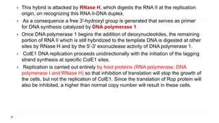  This hybrid is attacked by RNase H, which digests the RNA II at the replication
origin, on recognizing this RNA II-DNA duplex.
 As a consequence a free 3'-hydroxyl group is generated that serves as primer
for DNA synthesis catalyzed by DNA polymerase 1.
 Once DNA polymerase 1 begins the addition of deoxynucleotides, the remaining
portion of RNA II which is still hybridized to the template DNA is digested at other
sites by RNase H and by the 5'-3' exonuclease activity of DNA polymerase 1.
 ColE1 DNA replication proceeds unidirectionally with the initiation of the lagging
strand synthesis at specific ColE1 sites.
 Replication is carried out entirely by host proteins (RNA polymerase, DNA
polymerase I and RNase H) so that inhibition of translation will stop the growth of
the cells, but not the replication of ColE1. Since the translation of Rop protein will
also be inhibited, a higher than normal copy number will result in these cells.
 