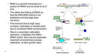  RNAI is a counter-transcript to a
section of RNAII and so binds to its 5'
end.
 This alters the folding of RNAII so
that the DNA-RNA hybrid is not
stabilized and cleavage does
not occur.
 This ensures that at high copy
numbers, replication is slowed down
due to increased RNAI concentration.
 Rop is a secondary replication
repressor, it stabilizes the RNAI-
RNAII hybrid. Rop may be especially
important at preventing runaway
replication, at slow growth rates.
 