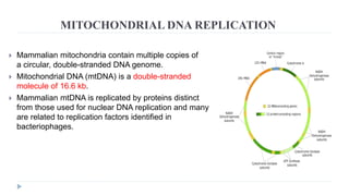 MITOCHONDRIAL DNA REPLICATION
 Mammalian mitochondria contain multiple copies of
a circular, double-stranded DNA genome.
 Mitochondrial DNA (mtDNA) is a double-stranded
molecule of 16.6 kb.
 Mammalian mtDNA is replicated by proteins distinct
from those used for nuclear DNA replication and many
are related to replication factors identified in
bacteriophages.
 