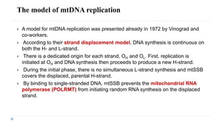 The model of mtDNA replication
 A model for mtDNA replication was presented already in 1972 by Vinograd and
co-workers.
 According to their strand displacement model, DNA synthesis is continuous on
both the H- and L-strand.
 There is a dedicated origin for each strand, OH and OL. First, replication is
initiated at OH and DNA synthesis then proceeds to produce a new H-strand.
 During the initial phase, there is no simultaneous L-strand synthesis and mtSSB
covers the displaced, parental H-strand.
 By binding to single-stranded DNA, mtSSB prevents the mitochondrial RNA
polymerase (POLRMT) from initiating random RNA synthesis on the displaced
strand.
 