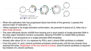  When the replication fork has progressed about two-thirds of the genome, it passes the
second origin of replication, OL.
 When exposed in its single-stranded conformation, the parental H-strand at OL folds into a
stem–loop structure.
 The stem efficiently blocks mtSSB from binding and a short stretch of single-stranded DNA in
the loop region therefore remains accessible, allowing POLRMT to initiate RNA synthesis.
 POLRMT is not processive on a single-stranded DNA templates.
 Already after about 25 nt, it is replaced by POLγ and L-strand DNA synthesis is initiated.
 From this point, H- and L-strand synthesis proceeds continuously until the two strands have
reached full circle. Replication of the two strands is linked, since H-strand synthesis is required
for initiation of L-strand synthesis.
 