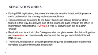 SEPARATION mtDNA
 During DNA replication, the parental molecule remains intact, which poses a
steric problem for the moving replication machinery.
 Topoisomerases belonging to the type 1 family can relieve torsional strain
formed in this way, by allowing one of the strands to pass through the other. In
mammalian mitochondria, TOP1MT a type IB enzyme can act as a DNA
“swivel”.
 Replication of intact, circular DNA generates daughter molecules linked together
as catenanes, i.e. mechanically interlocked, but not yet completely finished
DNA circles.
 Therefore, replication of circular genomes requires decatenation to generate
complete daughter molecules separation.
.
 