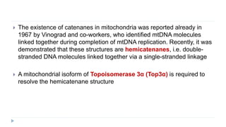  The existence of catenanes in mitochondria was reported already in
1967 by Vinograd and co-workers, who identified mtDNA molecules
linked together during completion of mtDNA replication. Recently, it was
demonstrated that these structures are hemicatenanes, i.e. double-
stranded DNA molecules linked together via a single-stranded linkage
 A mitochondrial isoform of Topoisomerase 3α (Top3α) is required to
resolve the hemicatenane structure
 