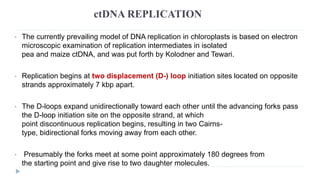 ctDNA REPLICATION
The currently prevailing model of DNA replication in chloroplasts is based on electron
microscopic examination of replication intermediates in isolated
pea and maize ctDNA, and was put forth by Kolodner and Tewari.
Replication begins at two displacement (D-) loop initiation sites located on opposite
strands approximately 7 kbp apart.
The D-loops expand unidirectionally toward each other until the advancing forks pass
the D-loop initiation site on the opposite strand, at which
point discontinuous replication begins, resulting in two Cairns-
type, bidirectional forks moving away from each other.
Presumably the forks meet at some point approximately 180 degrees from
the starting point and give rise to two daughter molecules.
 