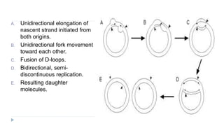 A. Unidirectional elongation of
nascent strand initiated from
both origins.
B. Unidirectional fork movement
toward each other.
C. Fusion of D-loops.
D. Bidirectional, semi-
discontinuous replication.
E. Resulting daughter
molecules.
 