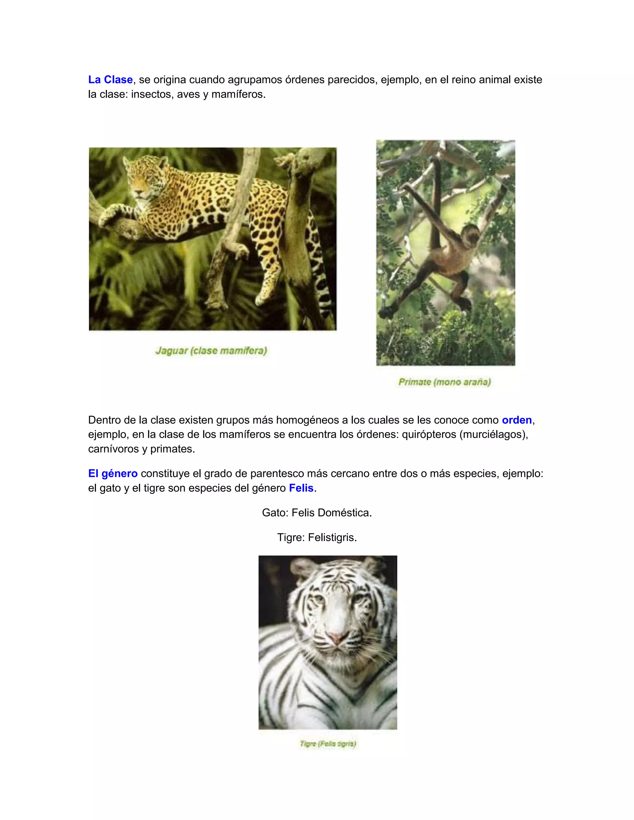 Extraclase: los reinos de la naturaleza | DOCX