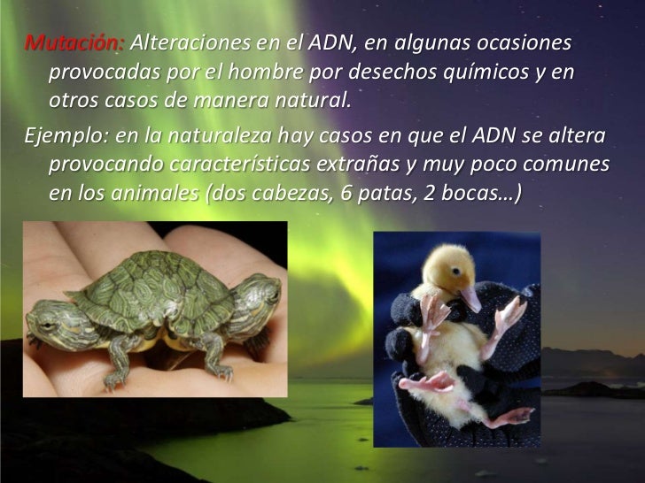 Fuerzas o Patrones Evolutivos