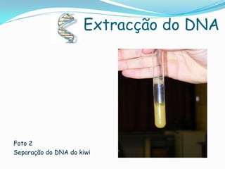 Extracção do DNA




Foto 2
Separação do DNA do kiwi
 