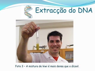 Extracção do DNA




Foto 3 – A mistura de kiwi é mais densa que o álcool.
 
