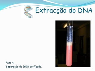 Extracção do DNA




Foto 4
Separação do DNA do fígado.
 