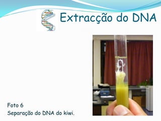 Extracção do DNA




Foto 6
Separação do DNA do kiwi.
 