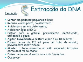 Extracção do DNA
Execução

   Cortar em pedaços pequenos o kiwi;
   Reduzir a uma pasta, no almofariz;
   Adicionar o sal e o detergente;
   Adicionar água a 60 ̊C;
   Filtrar para o gobelé, previamente identificado,
    utilizando a gaze;
   Agitar suavemente a mistura e por 5 ou 10 minutos;
   Passar cerca de 2,5 ml para um tubo de ensaio,
    previamente identificado;
   Manter o tubo aquecido na mão enquanto introduz
    cerca de 5 ml de etanol;
   Deixar repousar durante cerca de 5 minutos.
   Observar.
 