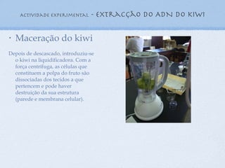 Actividade experimental  - extracção do ADN do kiwi Maceração do kiwi Depois de descascado, introduziu-se o kiwi na liquidificadora. Com a força centrífuga, as células que constituem a polpa do fruto são dissociadas dos tecidos a que pertencem e pode haver destruição da sua estrutura (parede e membrana celular). 
