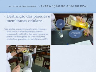 Actividade experimental  - extracção do ADN do kiwi Destruição das paredes e membranas celulares Para ajudar a romper membranas celulares (incluindo as membranas nucleares) removendo os lípidos das suas estruturas, juntou-se detergente ao kiwi e sal para neutralizar proteínas e estabilizar o ADN. Sal Detergente 