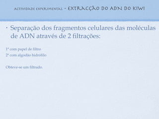 Actividade experimental  - extracção do ADN do kiwi Separação dos fragmentos celulares das moléculas de ADN através de 2 filtrações: 1ª com papel de filtro 2ª com algodão hidrófilo Obteve-se um filtrado. 