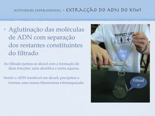 Actividade experimental  - extracção do ADN do kiwi Aglutinação das moléculas de ADN com separação dos restantes constituintes do filtrado Ao filtrado juntou-se álcool com a formação de duas fracções: uma alcoólica e outra aquosa.  Sendo o ADN insolúvel em álcool, precipitou e formou uma massa filamentosa esbranquiçada. Álcool Filtrado 