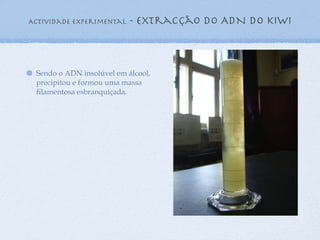 Actividade experimental  - extracção do ADN do kiwi Sendo o ADN insolúvel em álcool, precipitou e formou uma massa filamentosa esbranquiçada. 