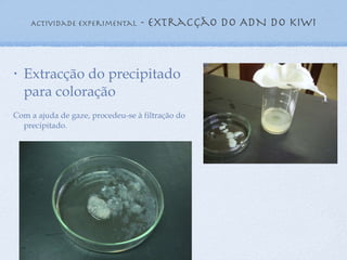 Actividade experimental  - extracção do ADN do kiwi Extracção do precipitado para coloração Com a ajuda de gaze, procedeu-se à filtração do precipitado. 