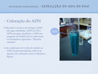 Actividade experimental  - extracção do ADN do kiwi Coloração do ADN Utilizando a técnica de Feulgen (ADN em água destilada, ADN em HCl, ADN em água destilada e ADN em reagente de Schiff) não se obtiveram os resultados esperados: “flóculos carmins”. Com a aplicação de verde de metilo ao ADN (experimentando), obteve-se apenas um contraste como evidencia a figura. ADN 