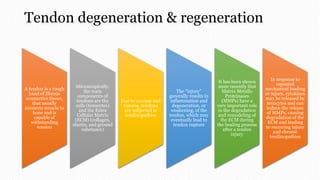 Tendon degeneration & regeneration
A tendon is a tough
band of fibrous
connective tissue,
that usually
connects muscle to
bone and is
capable of
withstanding
tension
Microscopically,
the main
components of
tendons are the
cells (tenocytes)
and the Extra
Cellular Matrix
(ECM) (collagen,
elastin, and ground
substance)
Due to overuse and
trauma, tendons
are subjected to
tendinopathies
The “injury”
generally results in
inflammation and
degeneration, or
weakening, of the
tendon, which may
eventually lead to
tendon rupture
It has been shown
more recently that
Matrix Metallo
Proteinases
(MMPs) have a
very important role
in the degradation
and remodeling of
the ECM during
the healing process
after a tendon
injury
In response to
repeated
mechanical loading
or injury, cytokines
may be released by
tenocytes and can
induce the release
of MMPs, causing
degradation of the
ECM and leading
to recurring injury
and chronic
tendinopathies
 