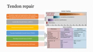 Tendon repair
In tendon repair and regeneration, there are five
growth factors that have been shown to be significantly
up-regulated and active during tendon healing:
Insulin-like Growth Factor 1 (IGF-I)
Platelet-Derived Growth Factor (PDGF)
Vascular Endothelial Growth Factor (VEGF)
Fibroblast Growth Factor (b-FGF)
Transforming Growth Factor beta (TGF-beta)
 