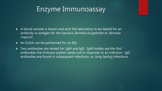 Enzyme Immunoassay
 A blood sample is drawn and sent the laboratory to be tested for an
antibody or antigen for the bacteria Borrelia burgdorferi or Borrelia
mayonii.
 An ELISA can be performed for an EIA.
 Two antibodies are tested for, IgM and IgG. IgM bodies are the first
antibodies the immune system sends out in response to an infection. IgG
antibodies are found in subsequent infections, or, long lasting infections.
 
