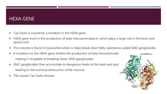 Current research on tay-sachs disease image