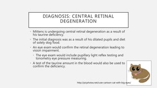 DIAGNOSIS: CENTRAL RETINAL
DEGENERATION
• Mittens is undergoing central retinal degeneration as a result of
his taurine deficiency.
• The initial diagnosis was as a result of his dilated pupils and diet
of solely dog food.
• An eye exam would confirm the retinal degeneration leading to
vision impairment.
• The eye exam would include pupillary light reflex testing and
tonometry eye pressure measuring.
• A test of the taurine amount in the blood would also be used to
confirm the deficiency.
http://picphotos.net/cute-cartoon-cat-with-big-eyes/
 