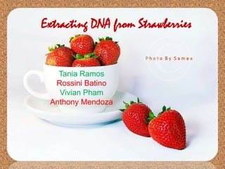 Extracting DNA from Strawberries Tania Ramos Rossini Batino Vivian Pham Anthony Mendoza 
