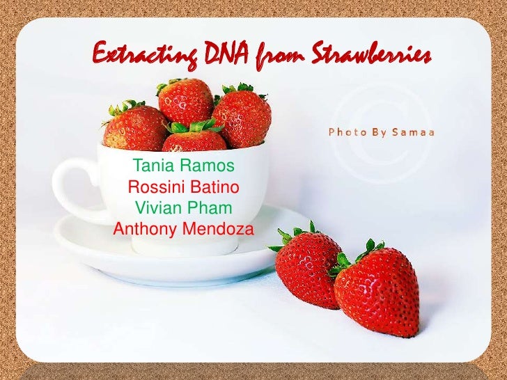 extracting dna from strawberries
