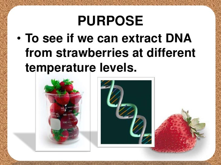 extracting dna from strawberries