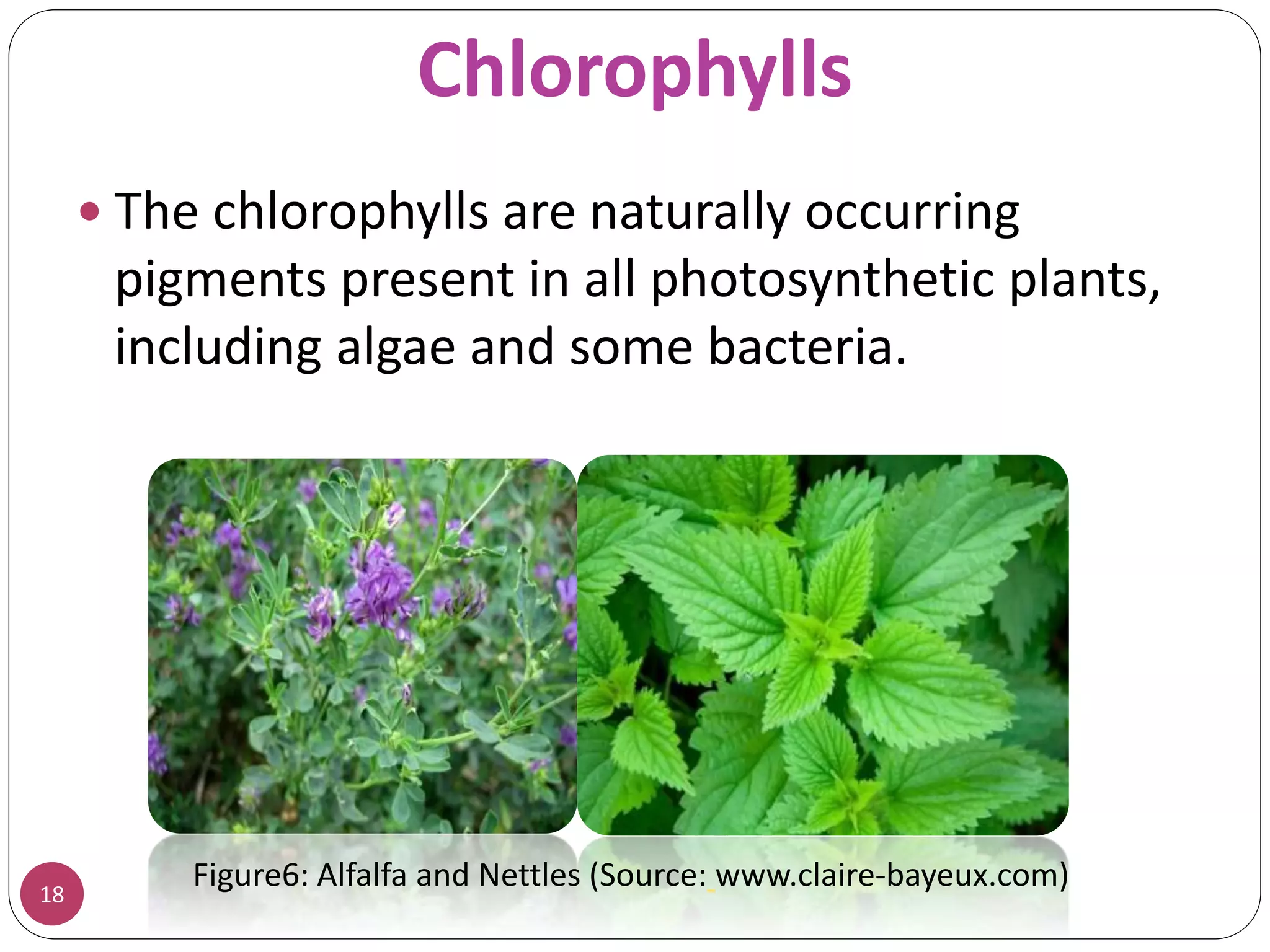 Chlorophylls
 The chlorophylls are naturally occurring
pigments present in all photosynthetic plants,
including algae and some bacteria.
18
Figure6: Alfalfa and Nettles (Source: www.claire-bayeux.com)
 