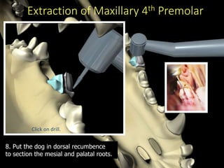 Extraction of Maxillary 4th Premolar
8. Put the dog in dorsal recumbence
to section the mesial and palatal roots.
Click on drill.
 