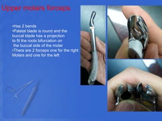 Upper molars forceps
•Has 2 bends
•Palatal blade is round and the
buccal blade has a projection
to fit the roots bifurcation on
the buccal side of the molar
•There are 2 forceps one for the right
Molars and one for the left
 