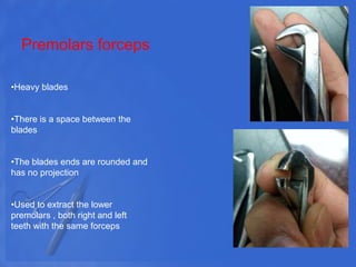 Premolars forceps
•Heavy blades
•There is a space between the
blades
•The blades ends are rounded and
has no projection
•Used to extract the lower
premolars , both right and left
teeth with the same forceps
 