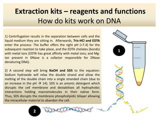 Extraction kits – reagents and functions
             How do kits work on DNA
1) Centrifugation results in the separation between cells and the
liquid medium they are sitting in. Afterwards, Tris-HCl and EDTA
enter the process: The buffer offers the right pH (=7.4) for the
subsequent reaction to take place, and the EDTA chelates (bonds)
                                                                    1
with metal ions (EDTA has great affinity with metal ions; and Mg-
ion present in DNase is a cofactor responsible for DNase
denaturing DNA).

2) A second step will bring NaOH and SDS to the equation:
Sodium hydroxide will relax the double strand and allow the
melting of the double chain into a single stranded chain (due to
an increase in the pH  14). SDS is an anionic detergent which
disrupts the cell membrane and destabilises all hydrophobic
interactions holding macromolecules in their native form.
Thus, SDS disrupts the membrane phospholipidic bilayer allowing
the intracellular material to abandon the cell.


                   2
 