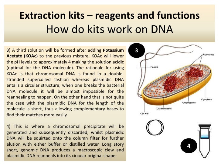 Extraction Kits How Do Kits Work On Dna