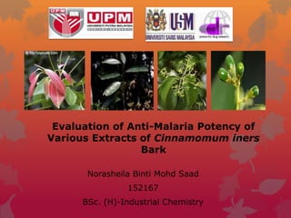 Evaluation of Anti-Malaria Potency of
Various Extracts of Cinnamomum iners
Bark
Norasheila Binti Mohd Saad
152167
BSc. (H)-Industrial Chemistry
 