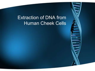 Extraction of DNA from Human Cheek Cells 