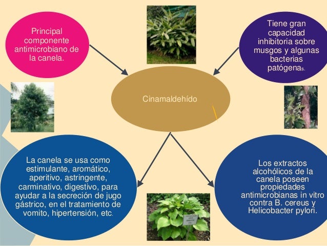 Extractos de Plantas Extractos de Plantas