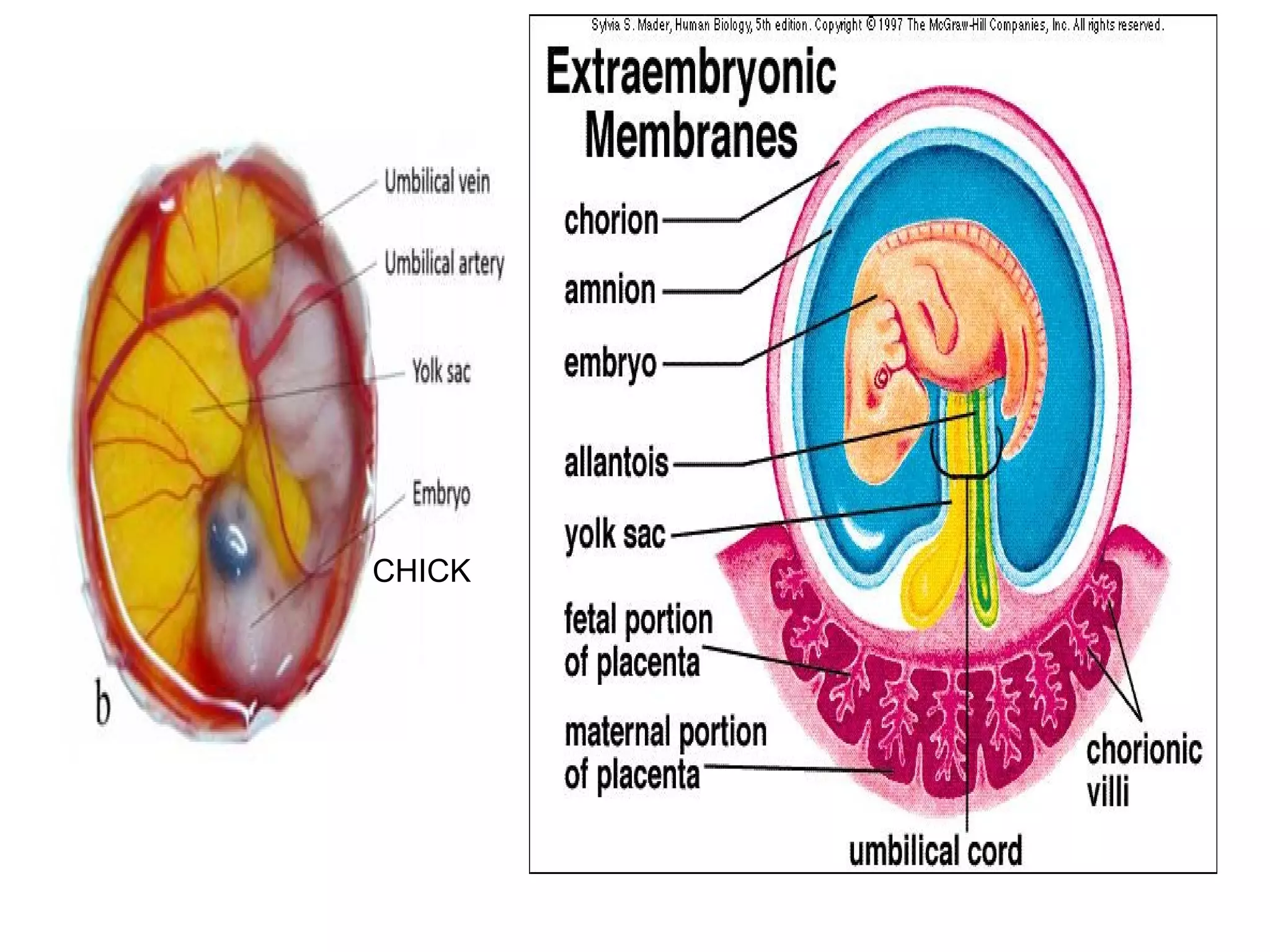 Extra embryonic membranes | PPT