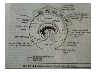 Extraembrionic Structures Labeled Extra embryonic membranes | PPT