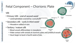 medicoseacademics@gmail.com
0310-7990649
Fetal Component – Chorionic Plate
Villi
• Primary Villi – end of second week1
• cytotrophoblast covered by a syncytium
• Secondary villi – early in third week1
• Mesoderm added at core
• Tertiary / mature villi
• Blood vessels differentiate in mesoderm
• Make contact with vessels of chorionic plate and umbilical vessels
• Heart begin to beat in fourth week of dev.
14
 
