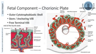 medicoseacademics@gmail.com
0310-7990649
Fetal Component – Chorionic Plate
• Outer Cytotrophoblastic Shell
• Stem / Anchoring Villi
• Free Terminal Villi
15
end of the third week
end of the fourth week
 